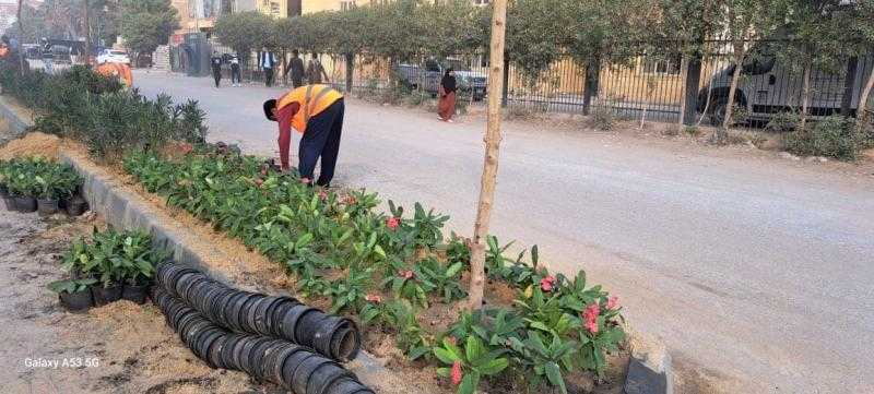 بالجهود الذاتية.. شباب الصف جنوب الجيزة ينفذون مبادرة لتجميل مدخل المدينة بالأشجار والورود